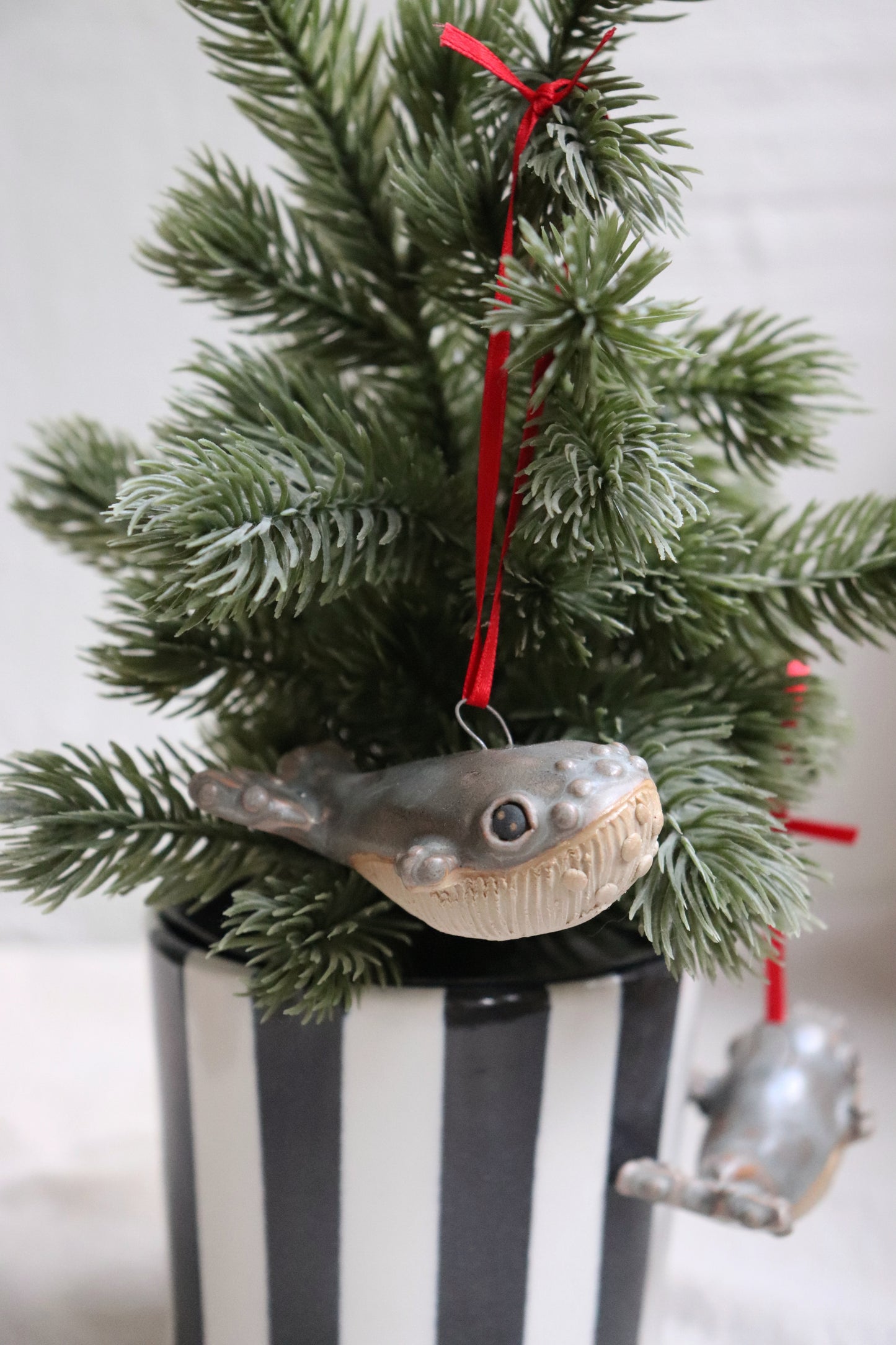 Knölvalsbebis till granen