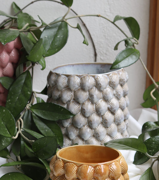 Snäckkruka frostblå